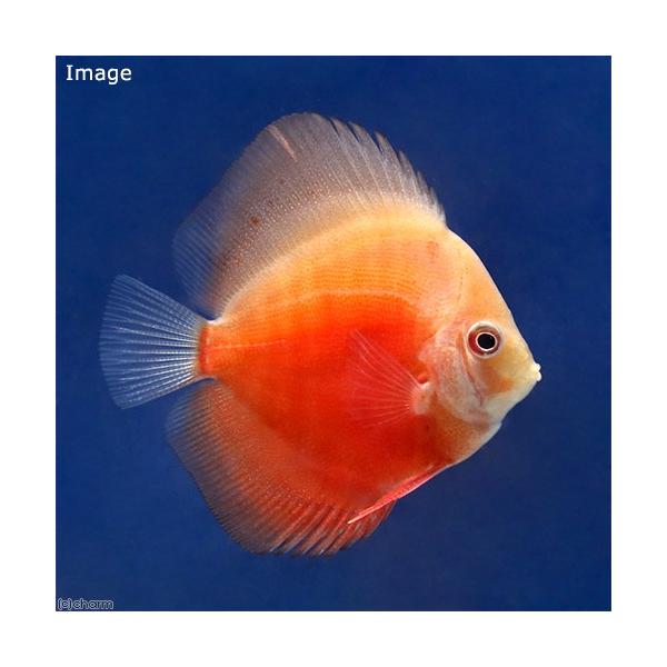 （熱帯魚）ライジングサン・ディスカス（Ｓサイズ）（１匹） 北海道航空便要保温