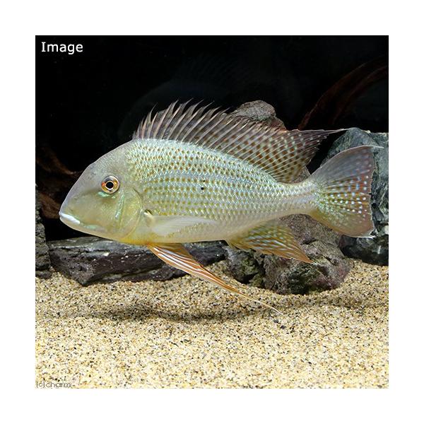 熱帯魚）レッド・ゲオファーガス Lサイズ（台湾ブリード）（1匹