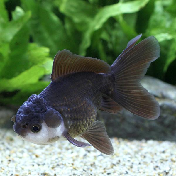 熱帯魚・エビ他　金魚　オランダ（生体）　変わりもの金魚　nittan_kingyo_holland　catalog_青文魚　羽衣オランダ獅子頭　オランダシシガシラ　中国　外国産　y25m03　pus2505leaf01