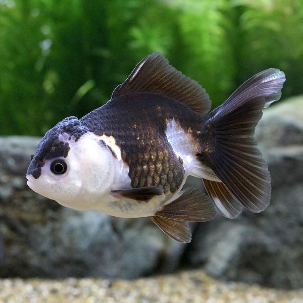 金魚）羽衣オランダ獅子頭 9〜12cm（インドネシア産）（1匹 