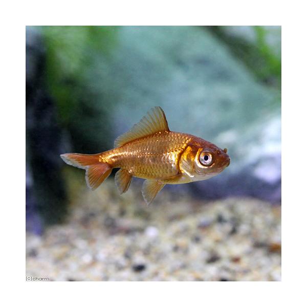 専用商品K-9483 ぐで猫チャーム(金魚) 楽天市場】（国産金魚）朱文金（3匹） : charm 3980 楽天市場店