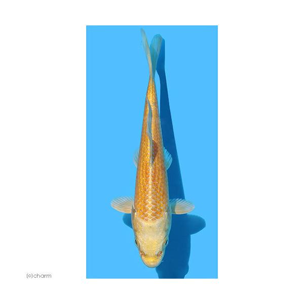 （錦鯉）山吹黄金　８〜１３ｃｍ（３匹）