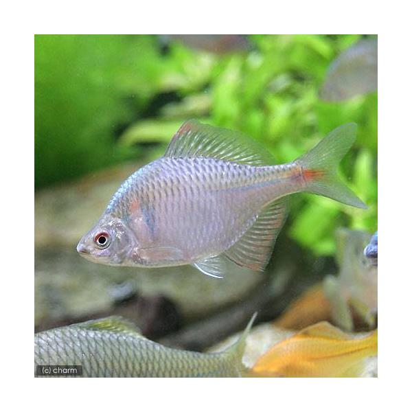 （淡水魚）タイリクバラタナゴ　４〜６ｃｍ（３匹）