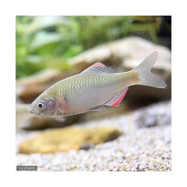 （淡水魚）ヤリタナゴ　５〜８ｃｍ（３匹）