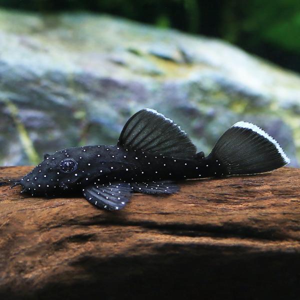 PF_SPQ　熱帯魚・エビ他　プレコ　種類で選ぶ　ブッシー・ブロンズ系　ホワイトエッジブッシープレコ　１匹　Ａｎｃｉｓｔｒｕｓ　ｄｏｌｉｃｈｏｐｔｅｒｕｓ　Ｌ１８３　fish_database　特集　MS0106　tansui62　gyar...