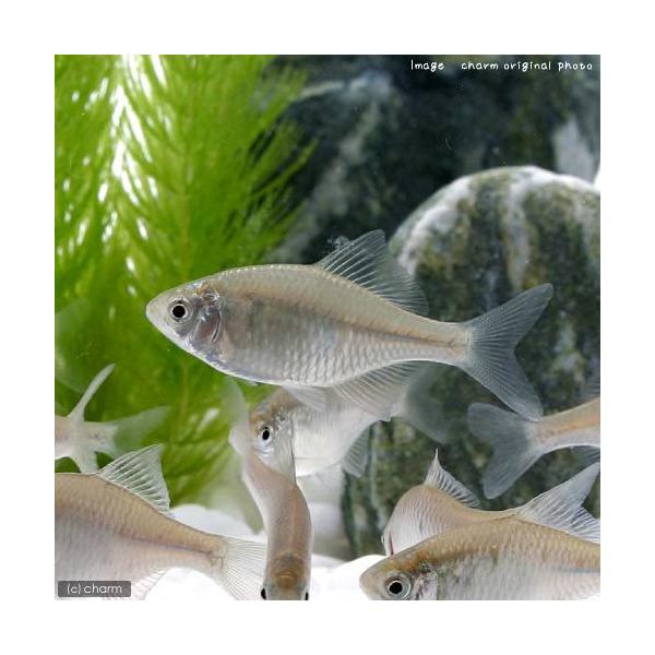 （淡水魚）ニッポンバラタナゴ（３匹）