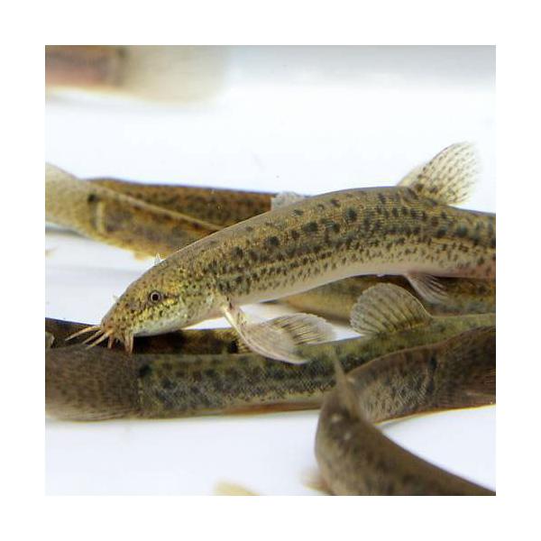 （淡水魚）死着保証なし　生餌　エサ用ドジョウ／どじょう　中国産　Ｓサイズ（３０匹）　活餌