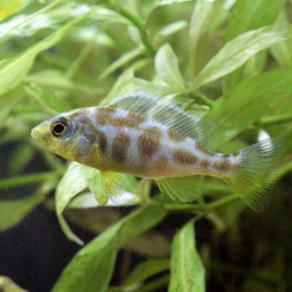 チャーム（ペット） （入荷未定）（熱帯魚）ニンボクロミス