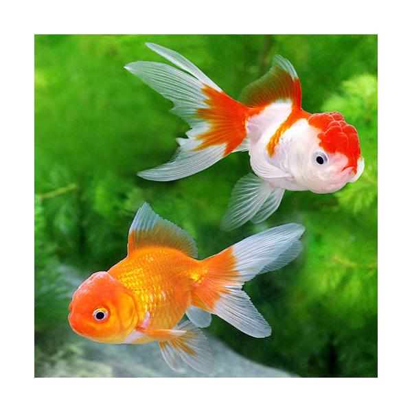 国産金魚）オランダ獅子頭セット（更紗オランダ獅子頭＋オランダ獅子頭