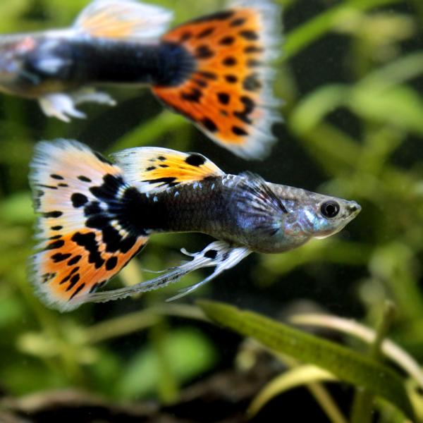 国産グッピー みんな探してる人気モノ 国産グッピー