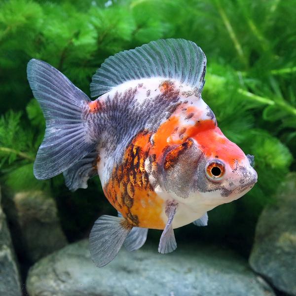 金魚 ショートテール 検索ランキング注目度順 金魚 ショートテール 総合