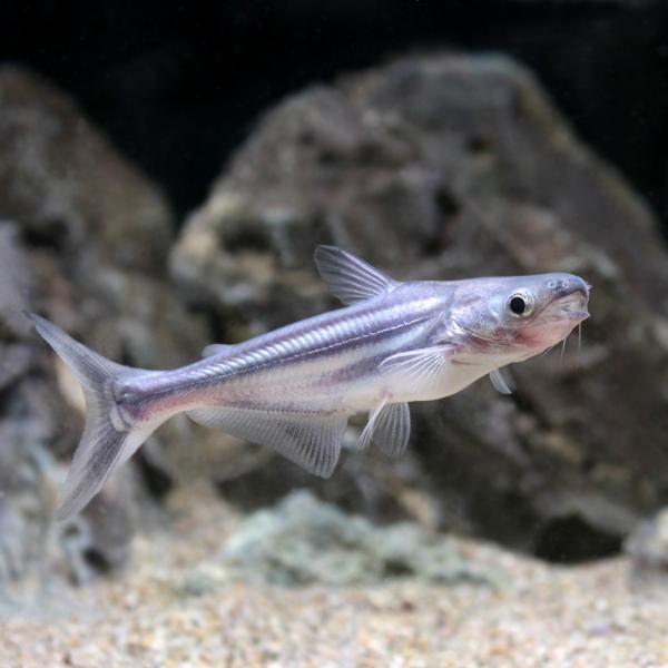 PF_SPQ　_aqua　熱帯魚・エビ他　ナマズの仲間　カイヤン　１匹　その他の熱帯魚　Ｐａｎｇａｓｉａｎｏｄｏｎ　ｈｙｐｏｐｈｔｈａｌｍｕｓ　20210201　ＤＮ　y21m01　y21m02　kaijyo