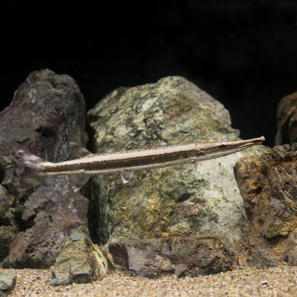 PF_SPQ　_aqua　熱帯魚・エビ他　カラシン　テトラ等　南米産　中大型種　ハイドロシナスガー　ハイドロガー　ボウレンゲリア・ラテリストリガ　パイクカラシン　Ｂｏｕｌｅｎｇｅｒｅｌｌａ　ｌａｔｅｒｉｓｔｒｉｇａ　MS0104　20210...