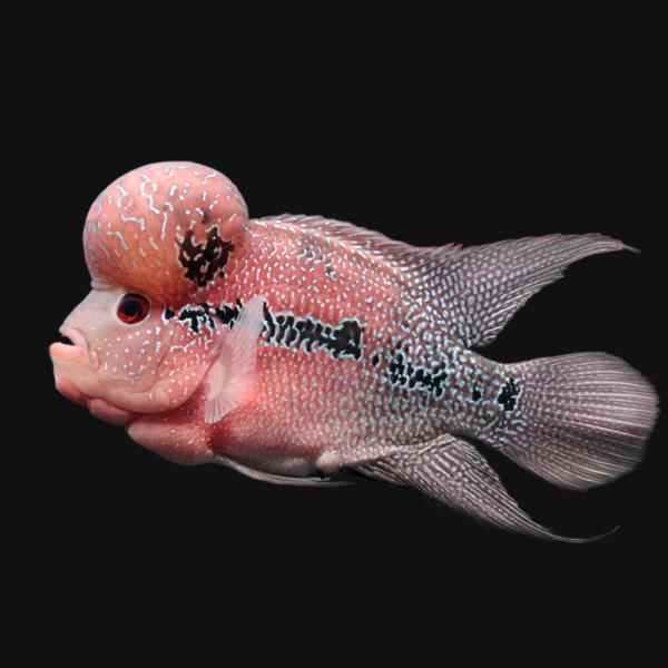 安いフラワーホーン 種類の通販商品を比較 ショッピング情報のオークファン