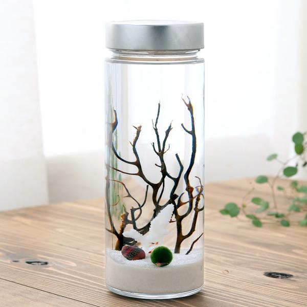 interioraquaholho　熱帯魚・エビ他　ヌマエビ系　ホロホロボトル　ボトルアクアリウム　水槽　セット商品　水草　魚付きセット　ビーシュリンプ・エビ　インテリア水槽　オパエウラ　ピクシーシュリンプ　スカーレットシュリンプ　ハワイア...