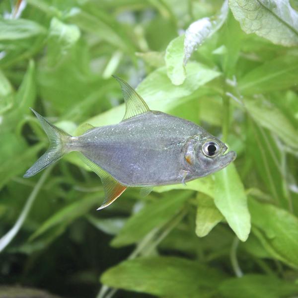 安い熱帯魚 ピラニアの通販商品を比較 ショッピング情報のオークファン