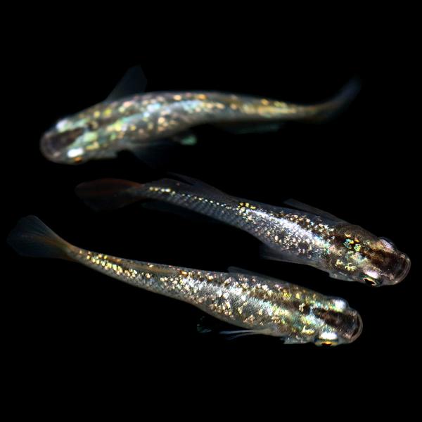 メダカ みゆき青ラメ ペット ペットグッズ お気に入りアイテムをfavoしよう Favofavoitems