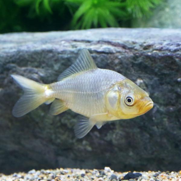 熱帯魚・エビ他　金魚　特選金魚　ジャンボオランダ　ジャンボ東錦　隼人錦　隼人和錦　隼人和金　ハヤトニシキ　nittan_kingyo_holland　鹿児島　nittan_kingyo_wakin　fish_database　青　青隼人　和...