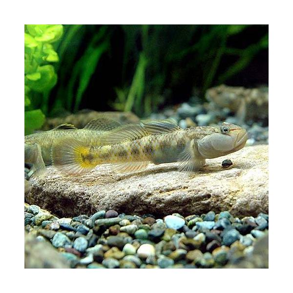 _aqua　生体　熱帯魚・エビ他　日本産淡水魚　Ｒｈｉｎｏｇｏｂｉｕｓ　ｓｐ．　ダボハゼ　ミックス　ヨシノボリ　kaijyo　カワヨシノボリ　1coin500seitai