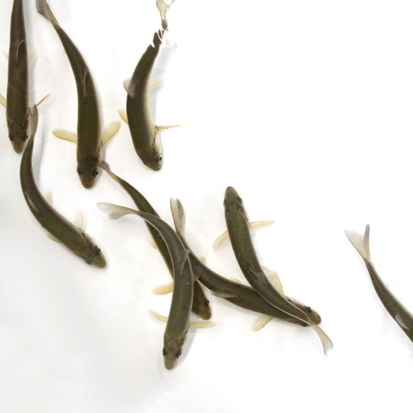 （淡水魚）死着保証なし　生餌　エサ用ウグイ（ギンペイ）　Ｍサイズ（１０匹）　活餌