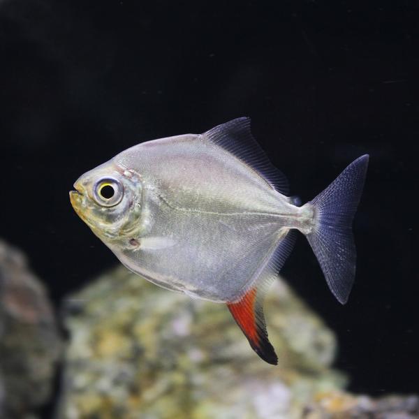 チャーム（charm） （入荷未定）（熱帯魚）レッドフック・メチニス S