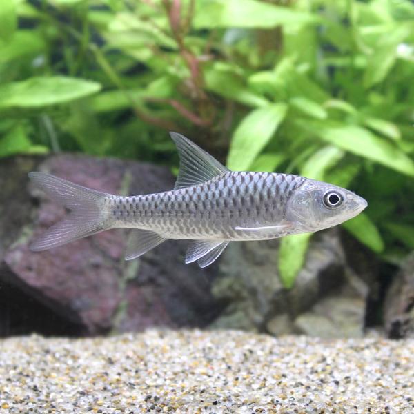 （熱帯魚）ゴールデン・マハシール（１匹）　北海道・九州航空便要保温
