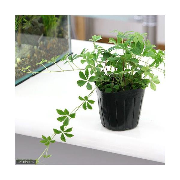 _hachu　_kame　_gardening　観葉植物　園芸　ガーデニング　多肉植物　ビバリウム　アクアテラリウム　パルダリウム　両爬向き植物　ブドウ科パーセノシッサス属　ツタ属　つる性　蔓性　Parthenocissus　'sugarv...