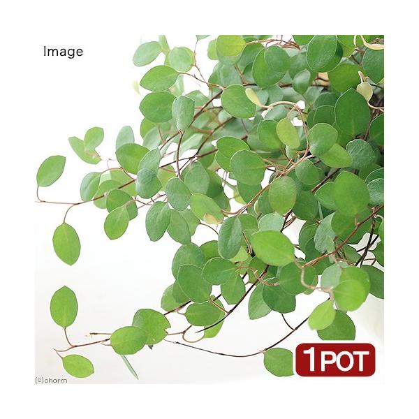 _kame　_hachu　_gardening　観葉植物　ガーデニング　ビバリウム　アクアテラリウム　パルダリウム　両爬向き植物　つる性　匍匐性　タデ科　ミューレンベッキア属　Muehlenbeckia　axillaris　complexa...