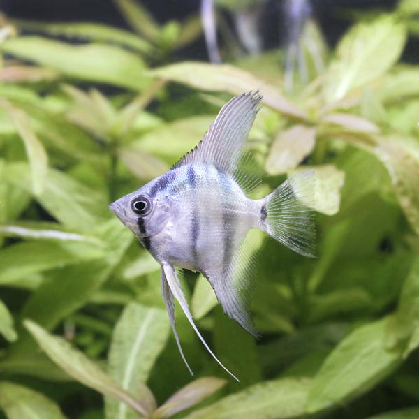 （熱帯魚）アバターブルーエンゼルフィッシュ（国産ブリード）（１匹）　北海道・九州航空便要保温