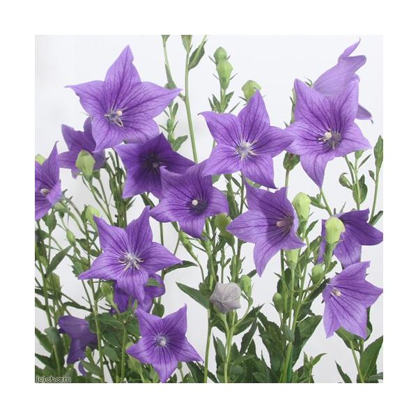 観葉植物　_gardening　ガーデニング　ハーブ　野菜　果物　Ｐｌａｔｙｃｏｄｏｎ　ｇｒａｎｄｉｆｌｏｒｕｓ　all_plants　emporio400_599　植物　植物生体　ガーデニング生体　育て方　育成方法　栽培方法　ＹＭＹＭ　o...