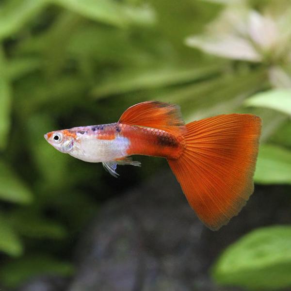 PF_SPQ　熱帯魚・エビ他　グッピー　ノーマル系　ＵＳＡ　ＵＳレッドテール・グッピー　国産ブリード　１ペア　20220831　DN　y22m08　y22m09　kaijyo　restock