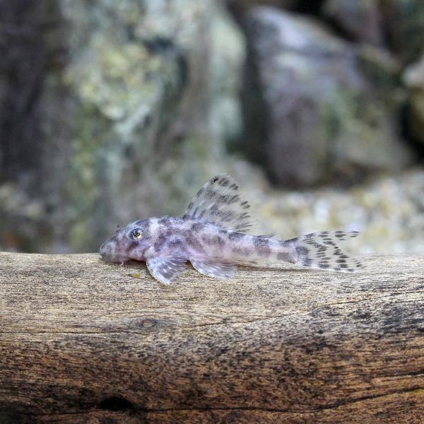 インペリアルゼブラプレコ ワイルド ペア！ブリード おまけ