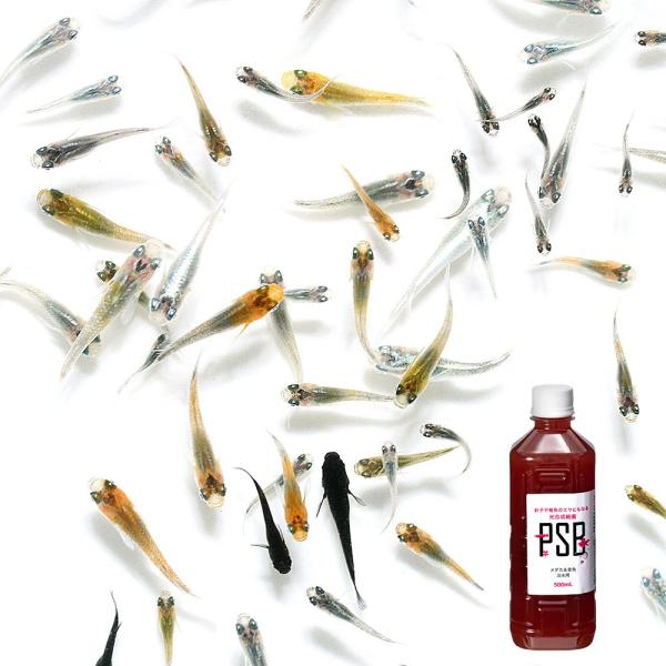 熱帯魚　エビ他　medaka_baby　日本産メダカ　おまかせ　ミックス　nittan_medaka_himedaka　medakin_summer13　medakaMIX　fish　_aqua　稚魚　ベビー　SSサイズ　Sサイズ　2022...