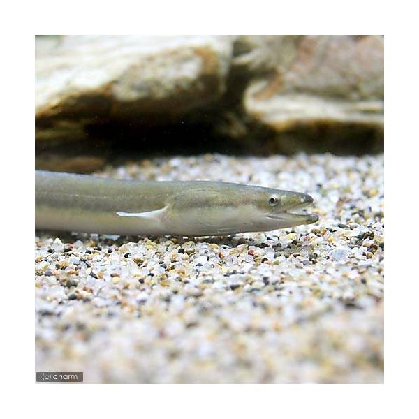 _aqua　生体　fish_database　熱帯魚・エビ他　日本産淡水魚　日淡　川魚　nittan_nittan　うなぎ　ＭＳ　nittanmiryoku_niku　kaijyo　kingyostaffosusume　Ａｎｇｕｉｌｌａ　j...