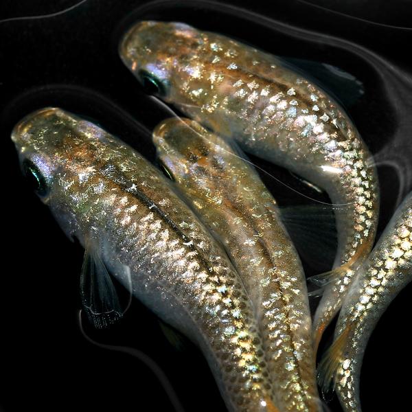 sfset　_aqua　Ｏｒｙｚｉａｓ　ｌａｔｉｐｅｓ　ｖａｒ．　ビオトープにおすすめの生体　biotope　熱帯魚　エビ他　日本産メダカ　黄金メダカ　nittan_medaka_youkihi　黄金　ラメ　紅雅　fish_database...