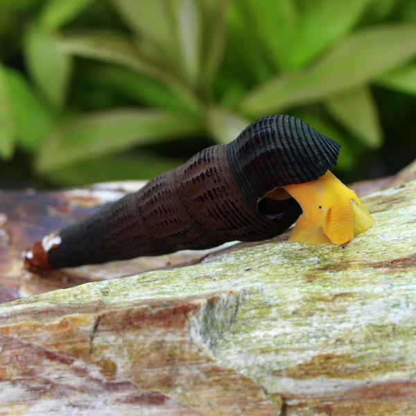 _aqua　熱帯魚・エビ他　貝　種類で選ぶ　タニシ・カワニナ　イエロースネール　１匹　スラウェシシュリンプ　Ｔｙｌｏｍｅｌａｎｉａ　ｓｐ．　イエローラビットスネール　オレンジ・ラビットスネール　オレンジラビットスネール　20221204　R...