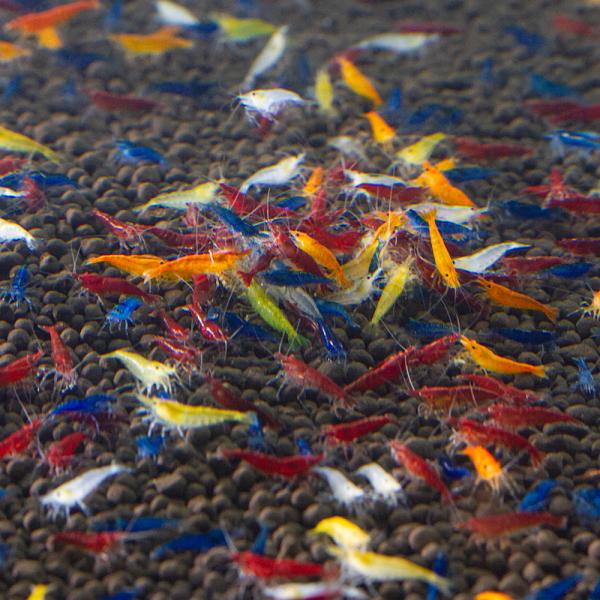 熱帯魚・エビ他　その他エビ　ヌマエビ系　チェリーシュリンプ　カラフルチェリーシュリンプ　ミックスチェリーシュリンプ　２０匹　Ｎｅｏｃａｒｉｄｉｎａ　ｄｅｎｔｉｃｕｌａｔａ　ｓｉｎｅｎｓｉｓ　ｈｅｔｅｒｏｐｏｄａ　ｖａｒ.　2305ehstc...