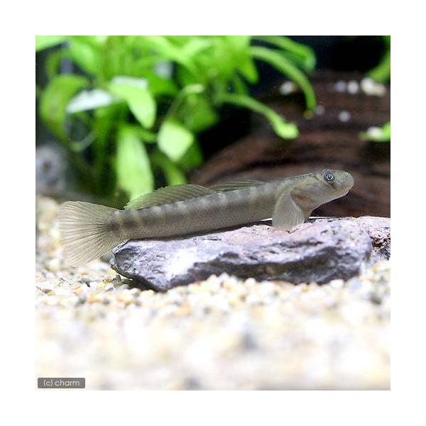 _aqua　熱帯魚・エビ他　その他の熱帯魚　ハゼ・ゴビーの仲間　ハゼの仲間　ボウズハゼ　１匹　fish_database　Ｓｉｃｙｏｐｔｅｒｕｓ　ｊａｐｏｎｉｃｕｓ　beginerhp_gobee　アマミボウズハゼ　20230227　KE　...