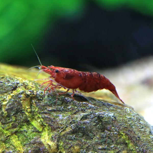 PF_SPQ　fish_database　_aqua　熱帯魚・エビ他　チェリーシュリンプ系　チェリーレッドシュリンプ　６匹　red_cherry　ビギナーにオススメ　レッドチェリーシュリンプ　淡水生体　チェリーレッド　チェリーレッドファイア...