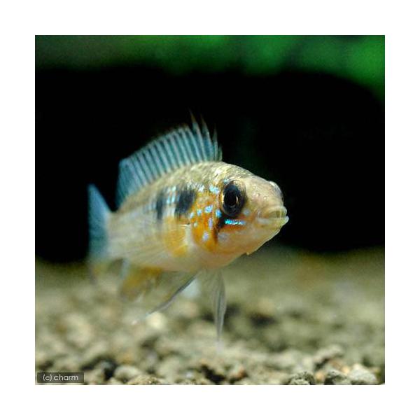 熱帯魚　アピストグラマ　エリザベサエ① アピストグラマ・エリザベサエ<熱帯魚解説> | AQUALASSIC