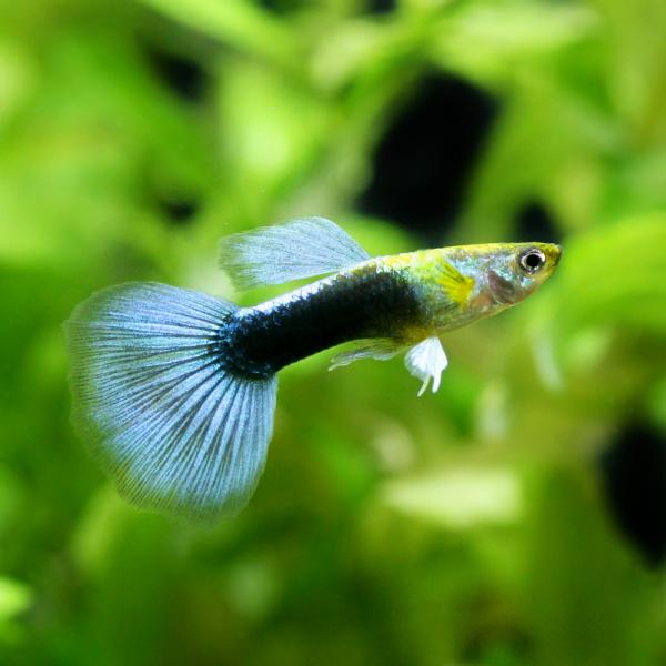 熱帯魚）ネオンタキシード・グッピー オス（外国産）（5匹） 北海道