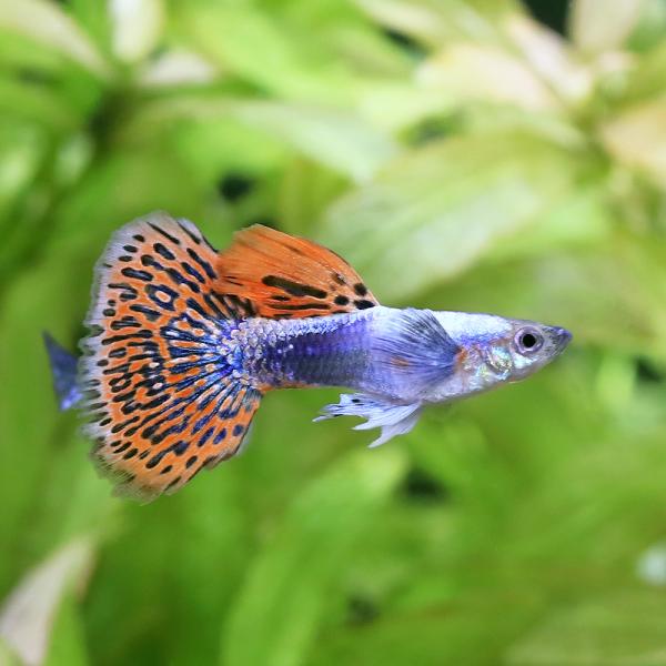 熱帯魚）プラチナモザイクダンボ・グッピー オス（外国産）（3匹