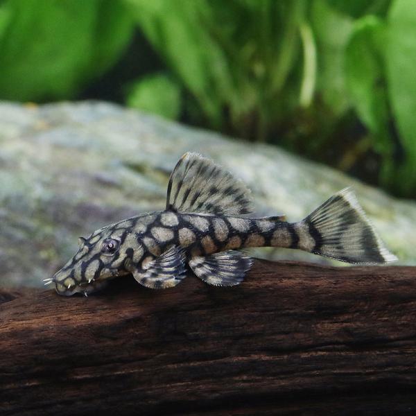 希少種】 ロイヤルアラベスクブッシープレコ 約5センチ 5匹