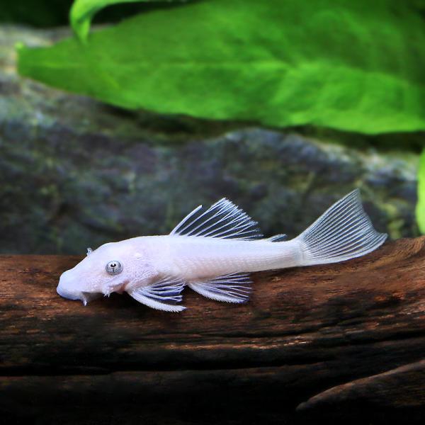 PF_SPQ　_aqua　熱帯魚・エビ他　プレコ　種類で選ぶ　ブッシー・ブロンズ系　スノーホワイトブッシー　ブリード　１匹　ビギナーにオススメ　Ａｎｃｉｓｔｒｕｓ　ｃｆ．　ｃｉｒｒｈｏｓｕｓ　ｓｐ．　aqua_life201106　plec...