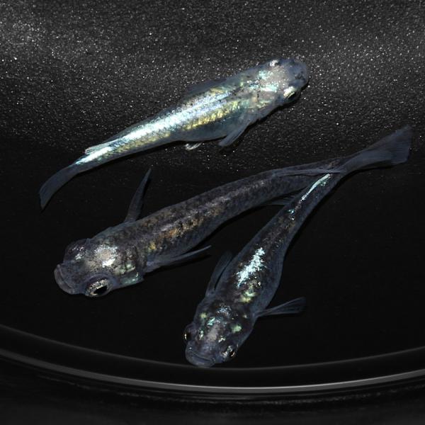 _aqua　金魚　メダカ　Ｏｒｙｚｉａｓ　ｌａｔｉｐｅｓ　ｖａｒ．　ビオトープにおすすめの生体　biotope　cool　熱帯魚　エビ他　日本産メダカ　幹之　ミユキ　medaka幹之　nittan_medaka_miyuki　百式メダカ　ヒ...