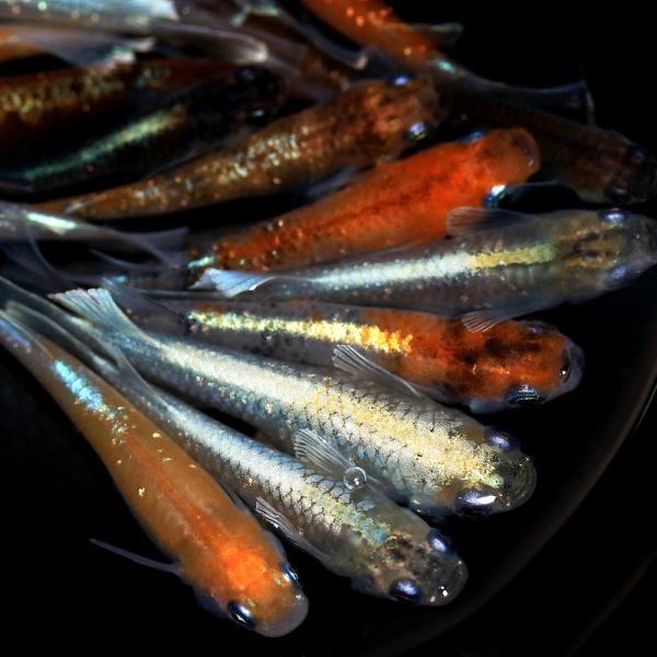 煌めくグミガエル✴︎ 煌めくグミガエル✴︎ 特集!!【フライシュマンアマガエルモドキ