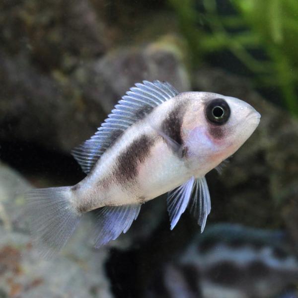（熱帯魚）キフォティラピア・ギベローサ ブラックウィドウ Ｓサイズ（ブリード）（３匹） 北海道航空便要保温