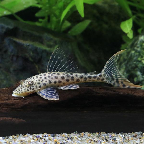 ポケットグリッター 熱帯魚 楽天市場】5165（熱帯魚・アクアリウム｜ペット・ペットグッズ）の通販