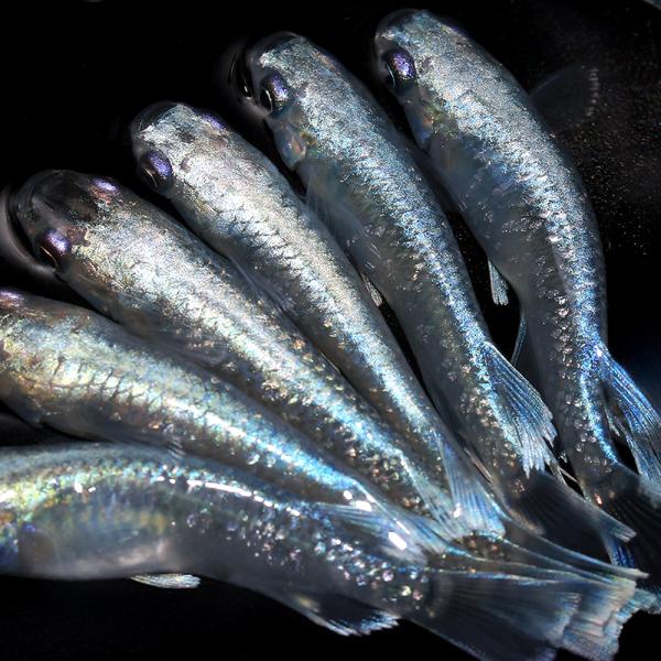 sfset　_aqua　Ｏｒｙｚｉａｓ　ｌａｔｉｐｅｓ　ｖａｒ．　ビオトープにおすすめの生体　熱帯魚　エビ他　日本産メダカ　改良品種　幹之メダカ　垂水ロングフィン　鱗光　モルフォ　グアニン　マリアージュ　20220203　ST　ｙ23ｍ11...