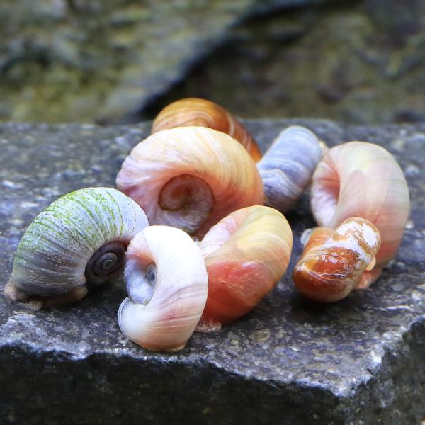 _aqua　熱帯魚・エビ他　貝　巻貝・ラムズホーン　ラムズホーン　１０匹　ビギナーにオススメ　大型魚向け　生餌 スネールイーター オサムシ マイマイカブリ　20231108　RN y23m11